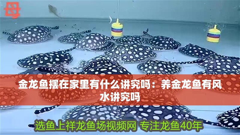 金龍魚擺在家里有什么講究嗎：養(yǎng)金龍魚有風水講究嗎