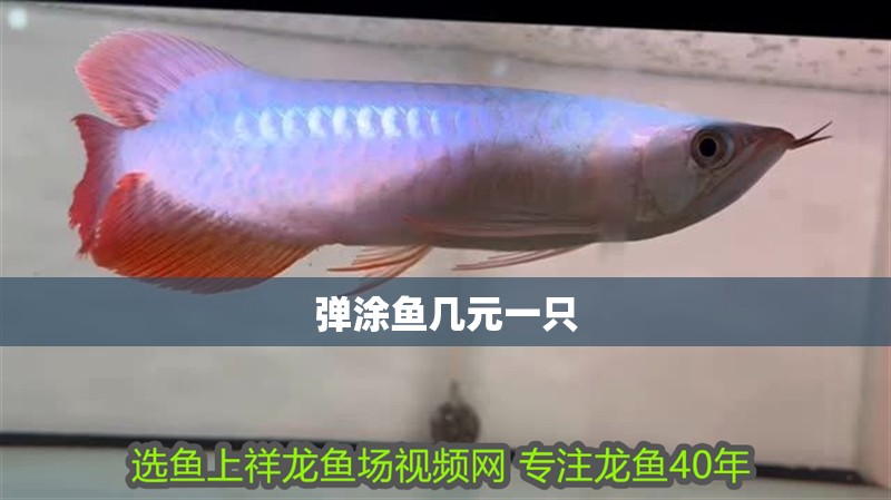 彈涂魚幾元一只
