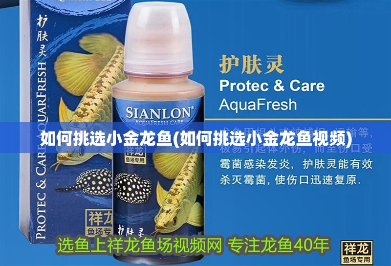 如何挑選小金龍魚(如何挑選小金龍魚視頻)