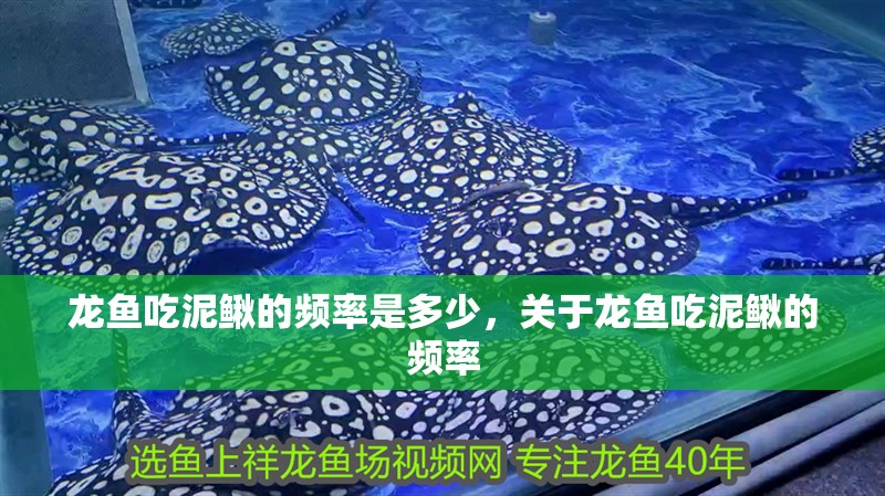 龍魚(yú)吃泥鰍的頻率是多少，關(guān)于龍魚(yú)吃泥鰍的頻率