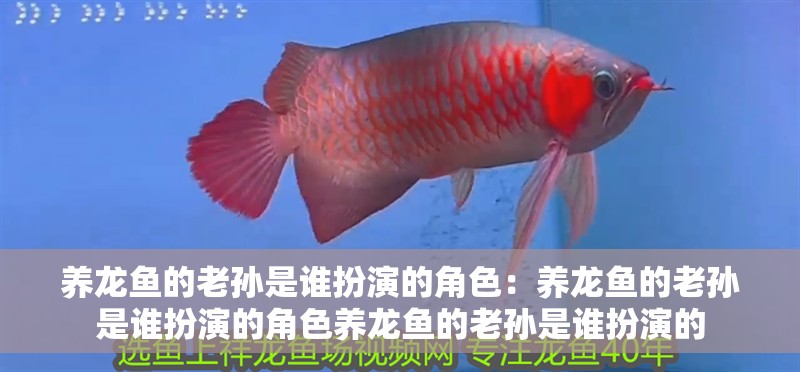 養龍魚的老孫是誰扮演的角色：養龍魚的老孫是誰扮演的角色養龍魚的老孫是誰扮演的