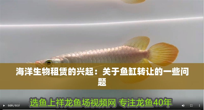 海洋生物租賃的興起：關于魚缸轉讓的一些問題 海洋生物租賃的興起：關于魚缸轉讓的一些問題 魚缸百科