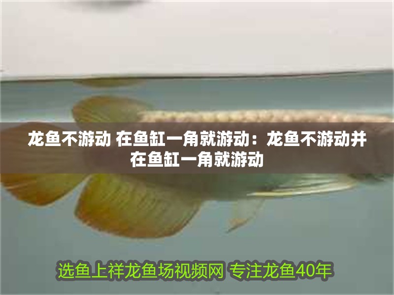 龍魚不游動 在魚缸一角就游動：龍魚不游動并在魚缸一角就游動 龍魚不游動 在魚缸一角就游動：龍魚不游動并在魚缸一角就游動 龍魚百科