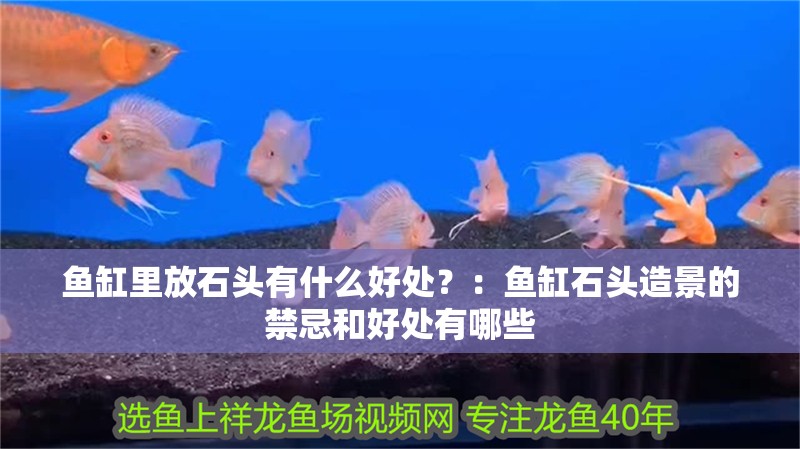 魚缸里放石頭有什么好處？：魚缸石頭造景的禁忌和好處有哪些 魚缸里放石頭有什么好處？：魚缸石頭造景的禁忌和好處有哪些 魚缸百科