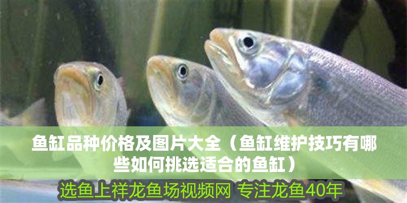 魚缸品種價格及圖片大全（魚缸維護技巧有哪些如何挑選適合的魚缸）