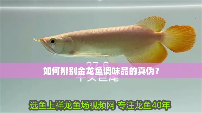 如何辨別金龍魚調味品的真偽？ 如何辨別金龍魚調味品的真偽？ 龍魚百科