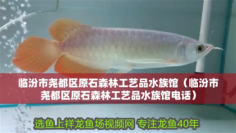 臨汾市堯都區(qū)原石森林工藝品水族館（臨汾市堯都區(qū)原石森林工藝品水族館電話）