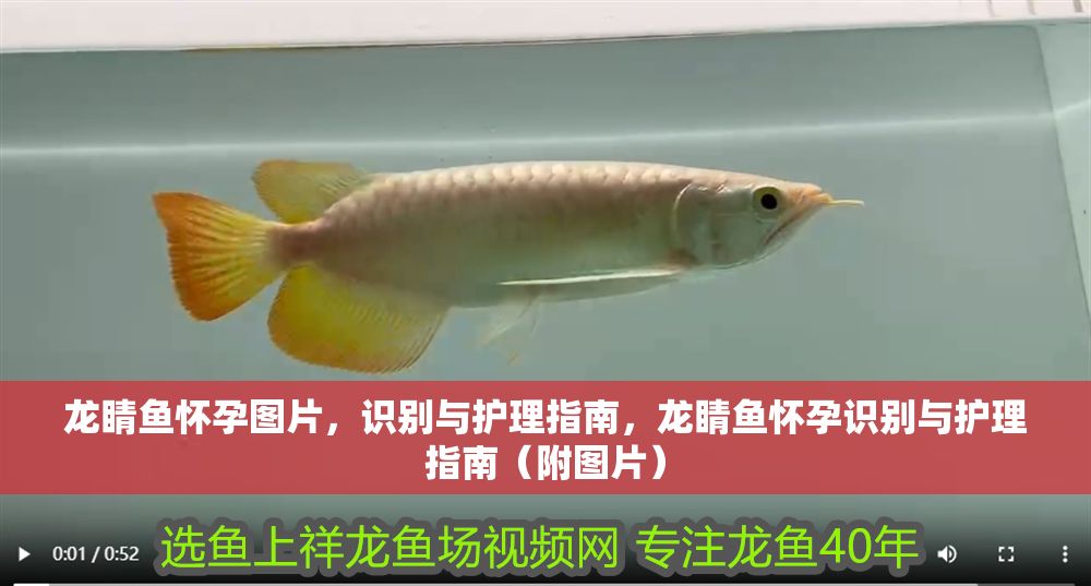 龍睛魚懷孕圖片，識(shí)別與護(hù)理指南，龍睛魚懷孕識(shí)別與護(hù)理指南（附圖片）