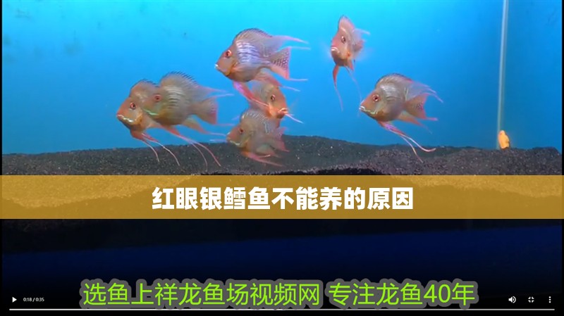 我的虎魚真菌感染了要怎么處理 紅眼銀鱈魚不能養的原因 龍魚論壇 紅眼銀鱈魚不能養的原因 紅眼銀鱈魚不能養的原因 龍魚論壇