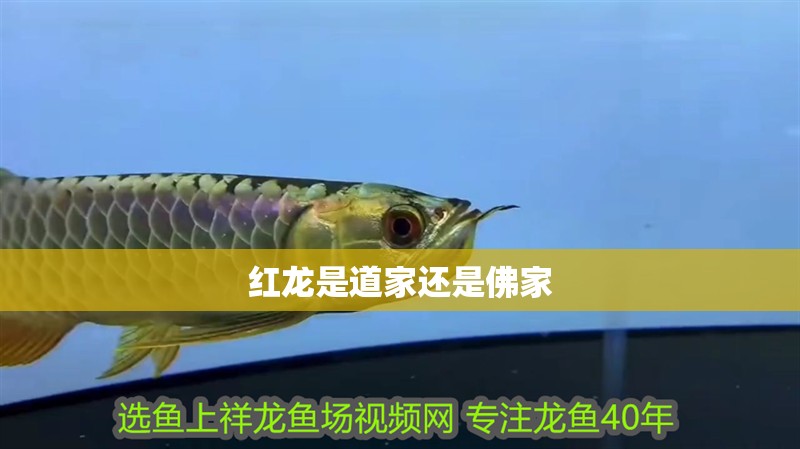 紅龍是道家還是佛家 紅龍是道家還是佛家 龍魚論壇