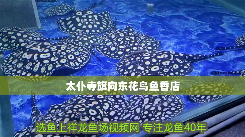 太仆寺旗向東花鳥魚香店 太仆寺旗向東花鳥魚香店 全國水族館企業名錄