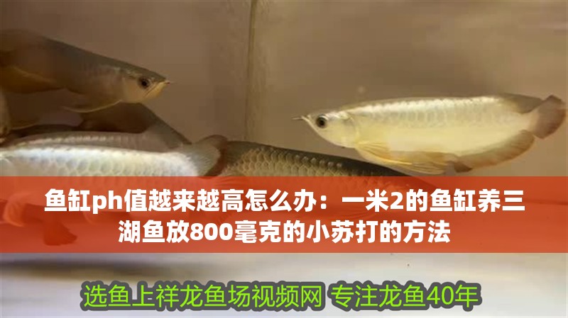 魚缸ph值越來越高怎么辦：一米2的魚缸養三湖魚放800毫克的小蘇打的方法 魚缸ph值越來越高怎么辦：一米2的魚缸養三湖魚放800毫克的小蘇打的方法 魚缸百科