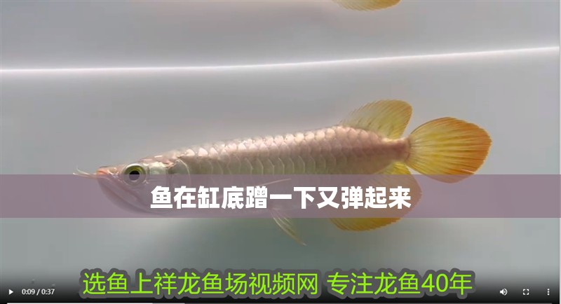 魚在缸底蹭一下又彈起來