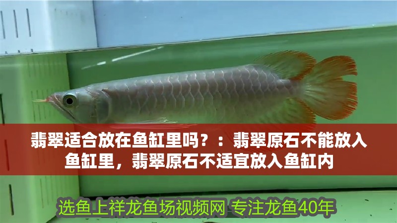 翡翠適合放在魚缸里嗎？：翡翠原石不能放入魚缸里，翡翠原石不適宜放入魚缸內