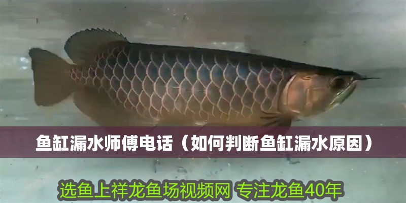 魚缸漏水師傅電話（如何判斷魚缸漏水原因）