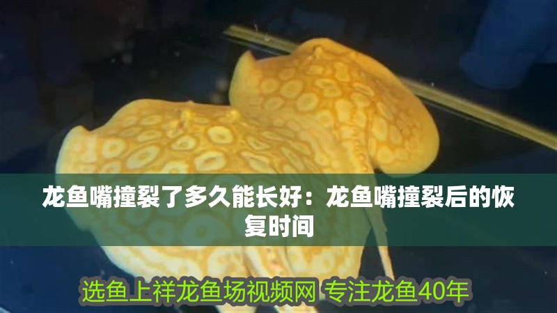 龍魚嘴撞裂了多久能長好：龍魚嘴撞裂后的恢復時間