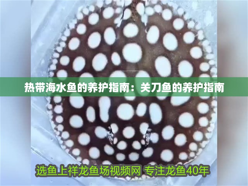 熱帶海水魚的養護指南：關刀魚的養護指南