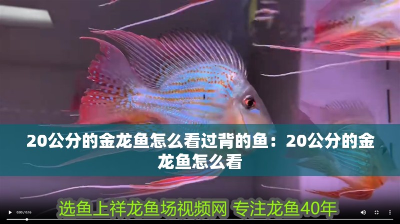 20公分的金龍魚怎么看過背的魚：20公分的金龍魚怎么看