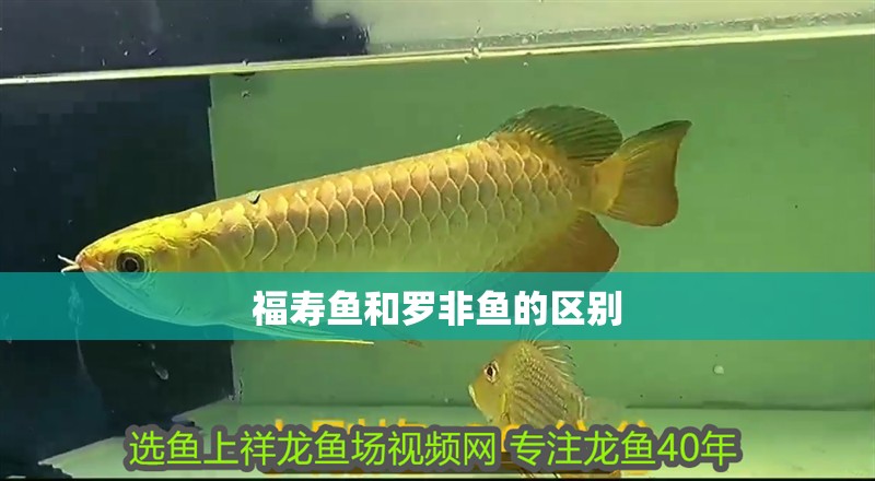 福壽魚和羅非魚的區別