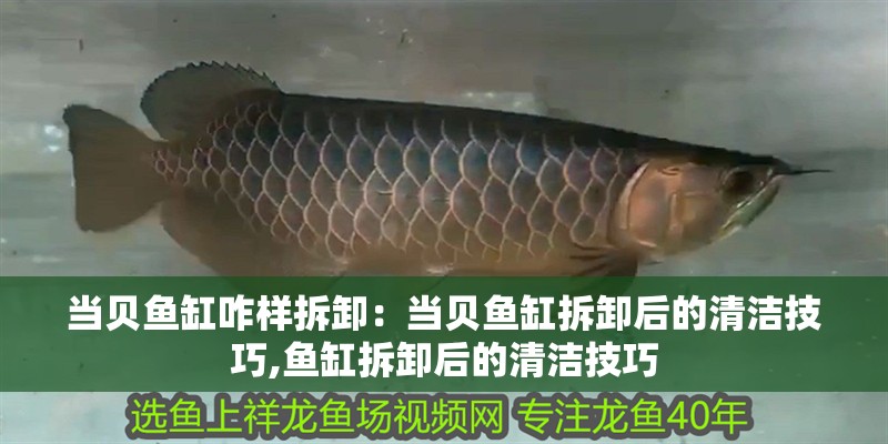 當貝魚缸咋樣拆卸：當貝魚缸拆卸后的清潔技巧,魚缸拆卸后的清潔技巧