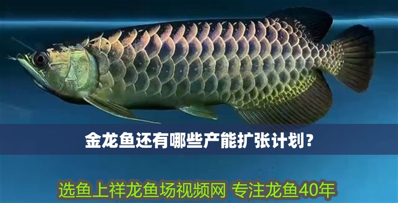 金龍魚還有哪些產能擴張計劃？