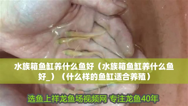 水族箱魚缸養(yǎng)什么魚好（水族箱魚缸養(yǎng)什么魚好_）（什么樣的魚缸適合養(yǎng)殖）
