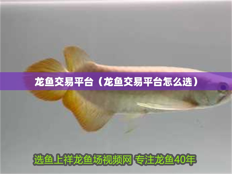 龍魚交易平臺（龍魚交易平臺怎么選） 龍魚交易平臺（龍魚交易平臺怎么選） 龍魚百科