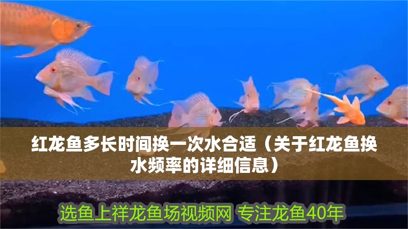 紅龍魚多長時間換一次水合適（關(guān)于紅龍魚換水頻率的詳細(xì)信息）