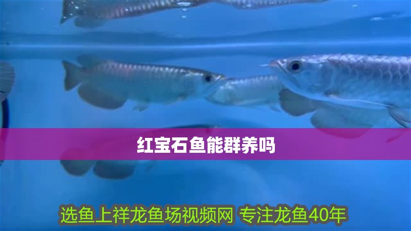 紅寶石魚能群養(yǎng)嗎