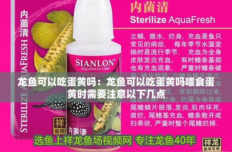 龍魚可以吃蛋黃嗎：龍魚可以吃蛋黃嗎喂食蛋黃時需要注意以下幾點