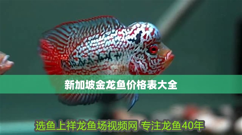 新加坡金龍魚價格表大全