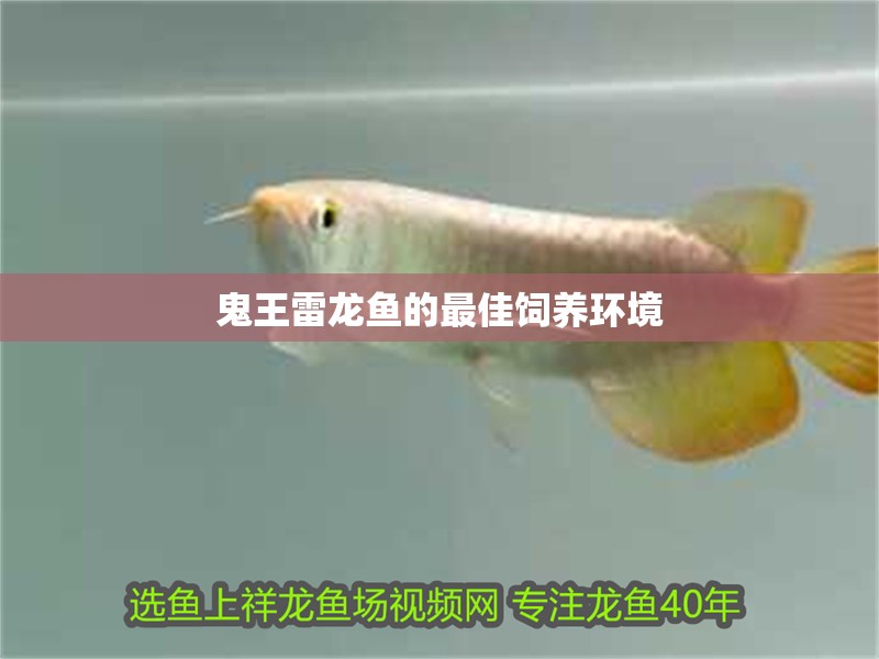 鬼王雷龍魚的最佳飼養環境 鬼王雷龍魚的最佳飼養環境 龍魚論壇