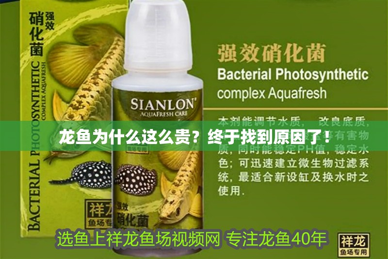 龍魚(yú)為什么這么貴？終于找到原因了！