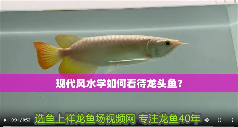 現(xiàn)代風(fēng)水學(xué)如何看待龍頭魚(yú)？