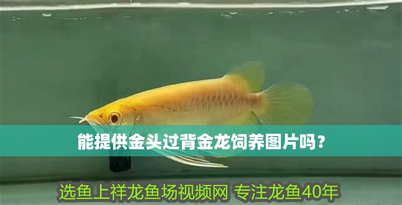 能提供金頭過背金龍飼養圖片嗎？