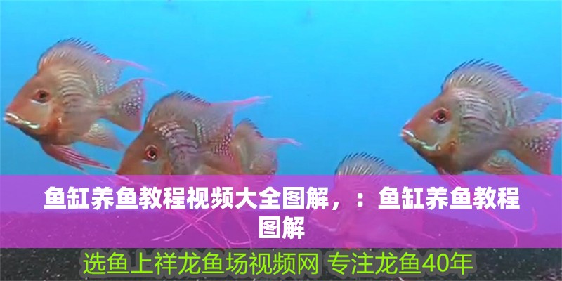 魚缸養魚教程視頻大全圖解，：魚缸養魚教程圖解
