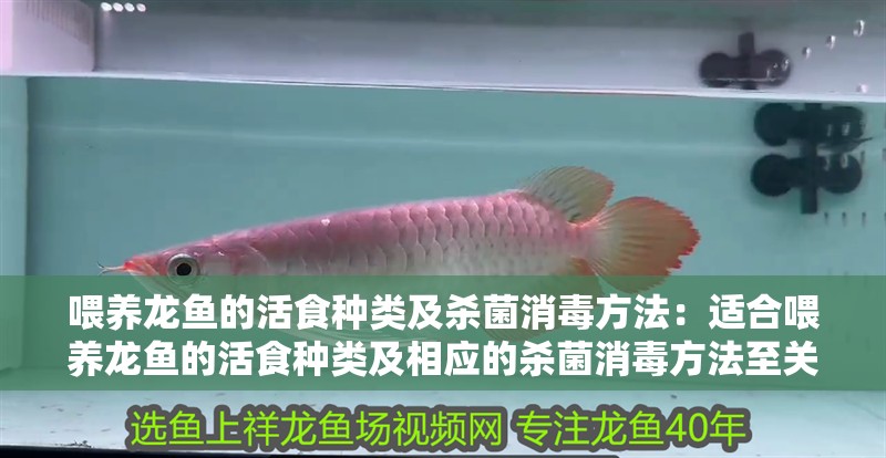 喂養龍魚的活食種類及殺菌消毒方法：適合喂養龍魚的活食種類及相應的殺菌消毒方法至關重要 喂養龍魚的活食種類及殺菌消毒方法：適合喂養龍魚的活食種類及相應的殺菌消毒方法至關重要 龍魚百科