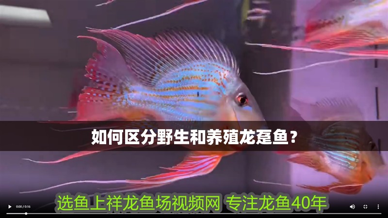 如何區分野生和養殖龍躉魚？