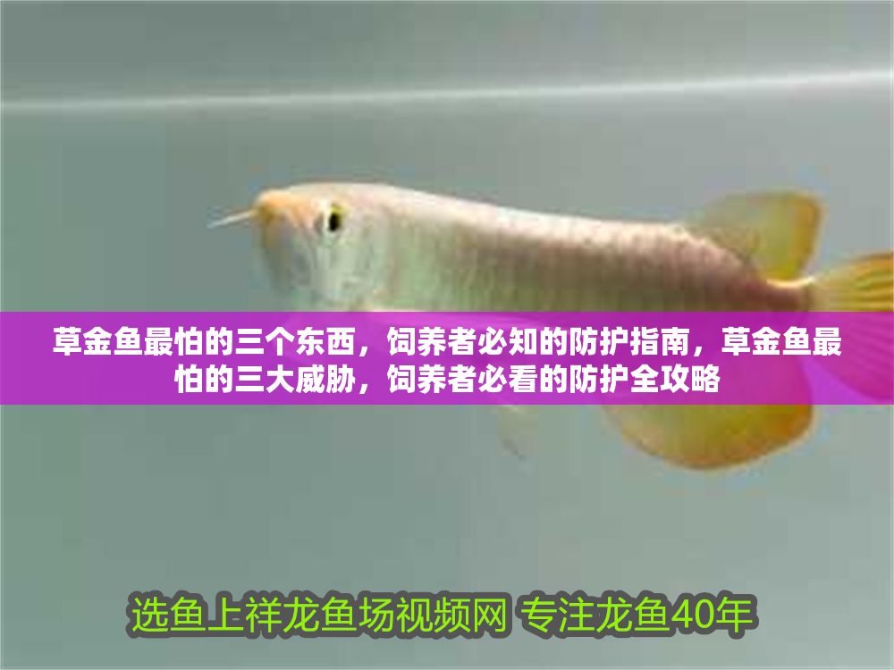 草金魚最怕的三個東西，飼養者必知的防護指南，草金魚最怕的三大威脅，飼養者必看的防護全攻略