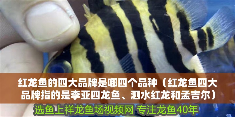 紅龍魚的四大品牌是哪四個品種（紅龍魚四大品牌指的是李亞四龍魚、泗水紅龍和孟吉爾）