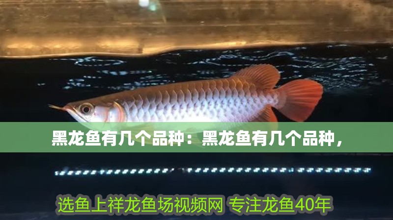 黑龍魚有幾個品種：黑龍魚有幾個品種，