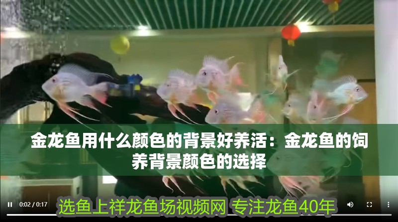 金龍魚用什么顏色的背景好養活：金龍魚的飼養背景顏色的選擇 金龍魚用什么顏色的背景好養活：金龍魚的飼養背景顏色的選擇 龍魚百科
