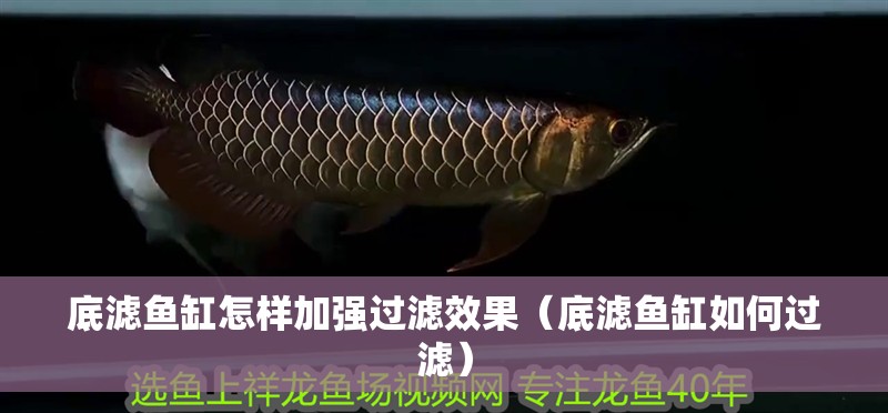 底濾魚缸怎樣加強過濾效果（底濾魚缸如何過濾）