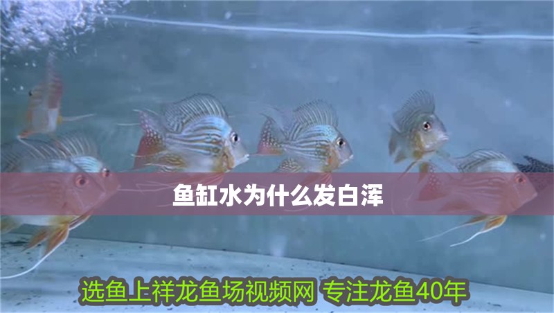 魚缸水為什么發(fā)白渾 魚缸水為什么發(fā)白渾 魚缸百科