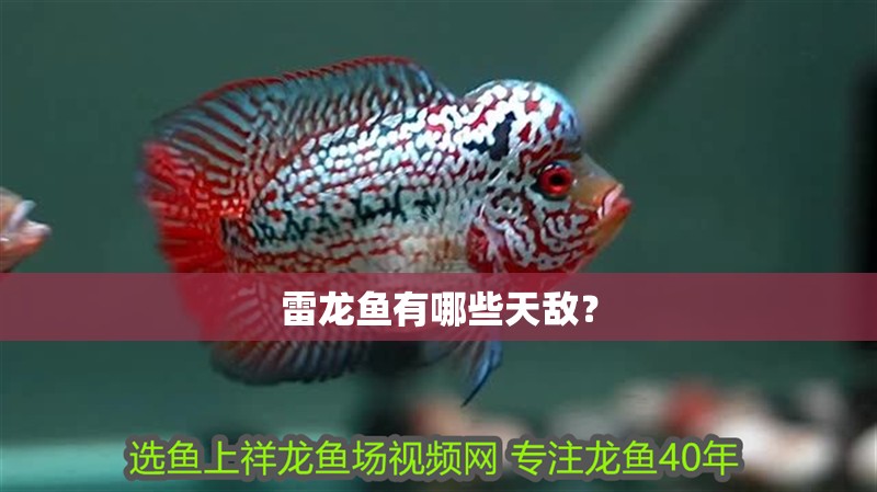 雷龍魚有哪些天敵？
