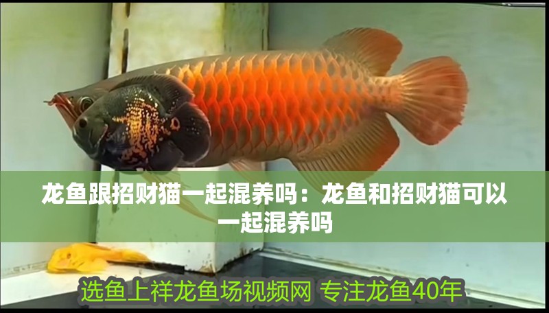 龍魚跟招財(cái)貓一起混養(yǎng)嗎：龍魚和招財(cái)貓可以一起混養(yǎng)嗎