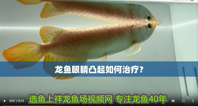 龍魚眼睛凸起如何治療？