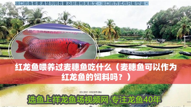 紅龍魚(yú)喂養(yǎng)過(guò)麥穗魚(yú)吃什么（麥穗魚(yú)可以作為紅龍魚(yú)的飼料嗎？）