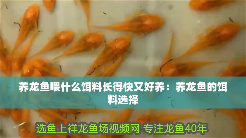 魚缸用增氧泵價格是多少:魚缸增氧機-xtrac增氧機-xtrac增氧機 養龍魚喂什么餌料長得快又好養:養龍魚的餌料選擇 龍魚百科 養龍魚喂什么餌料長得快又好養:養龍魚的餌料選擇 養龍魚喂什么餌料長得快又好養:養龍魚的餌料選擇 龍魚百科