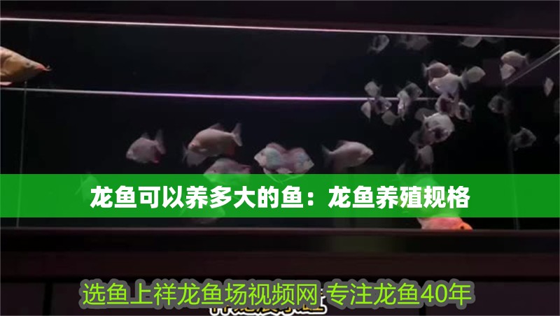 龍魚可以養多大的魚：龍魚養殖規格 龍魚可以養多大的魚：龍魚養殖規格 龍魚百科
